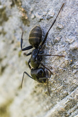Large ant on a tree photographed with a macro lens.