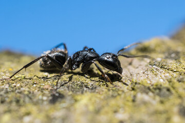 Large ant on a tree photographed with a macro lens.