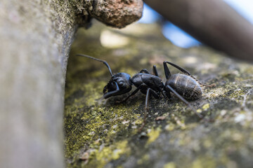 Large ant on a tree photographed with a macro lens.