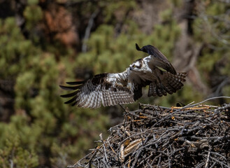 Osprey in the Canyon