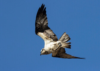 Osprey in the Canyon