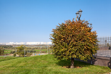 Lonely tree is growing on the Pulkovo Heights. These hills located to the south of...