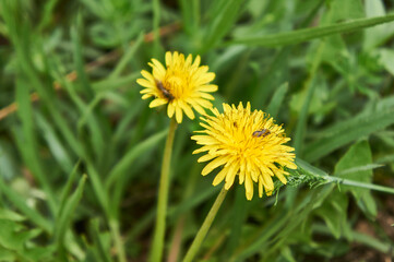 Two yellow dandelions on the grass