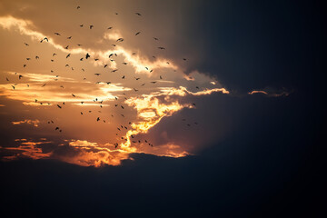 A flock of birds in the sky with clouds and the setting sun