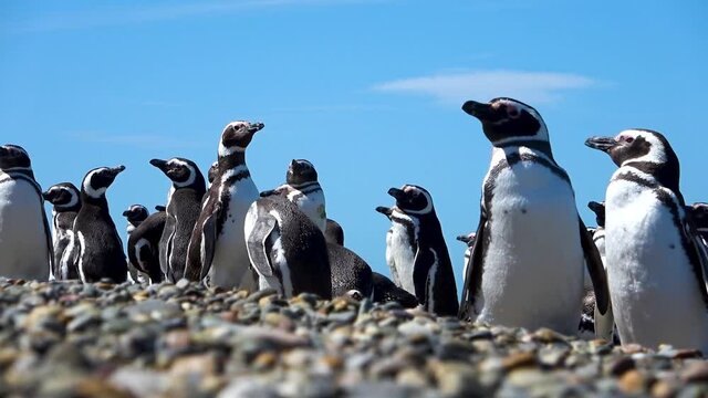 Patagonia - Ping&uuml;ino Magall&aacute;nico - Ping&uuml;ino - Santa Cruz