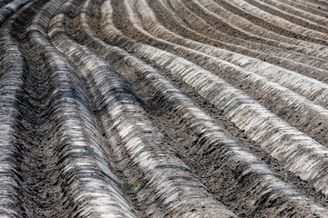 Plowed land with undulating furrows