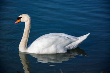 łabędź niemy pływa po jeziorze  © Dariusz Grochal 