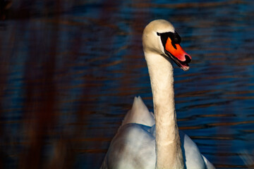 łabędź niemy pływa po jeziorze  © Dariusz Grochal 