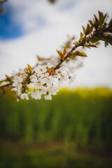 Frühlingsblüte