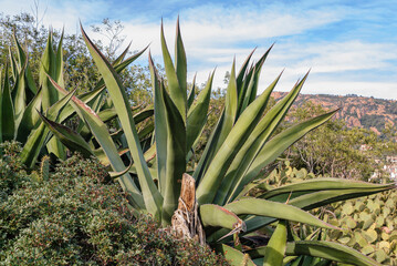 Aloe plants on the French Riviera. Aloe leaves emerge from the brush on the shore of the Mediterranean Sea.