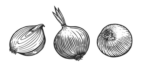Fresh onion whole and sliced. Vegetables sketch vector illustration
