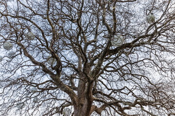 large branchy tree decorated with balls