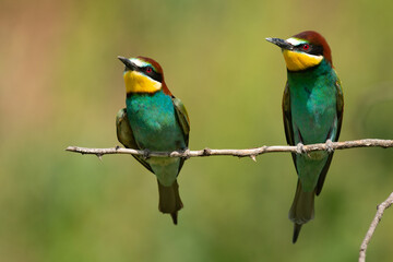 Obraz premium Two European bee eater Merops apiaster sits on a branch
