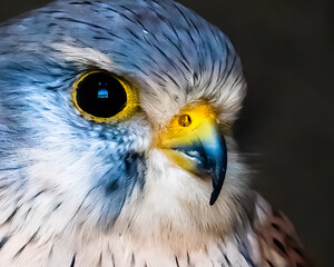 Blue Eurasian Kestrel Close Up