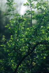 Fototapeta premium spring green trees and warm sunny weather.