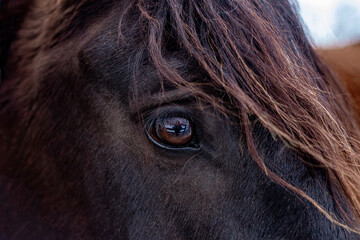 close up of horse head