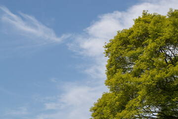 大木と青空