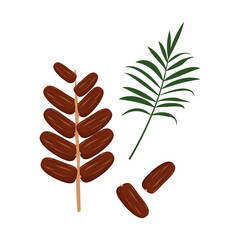 Date fruits and palm branch. Sweet delicious dessert or snack. A source of vitamins, an exotic product