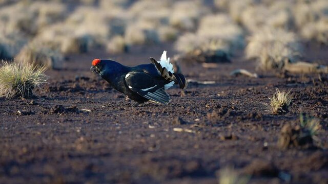 Black Grouse on spring bog ready for fighting, lekking. Spring colors of moors with black grouse, blackcock. Male Black Grouse lek game at sunrise. Lyrurus tetrix lekking in Estonia, Saaremaa swamp