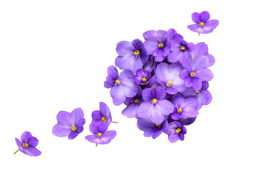 Fototapeta na wymiar Violet flowers isolated on white background. Floral composition