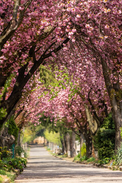 Road with blossoming cherry trees