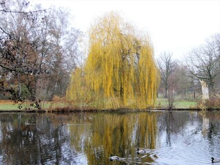 autumn in the park