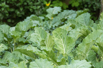 cabbage vegetables growing in the garden Brassica oleracea viridis
