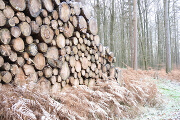 Holzstapel im Wald