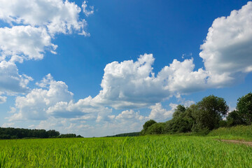 Obraz premium Meadow with green grass and blue sky with clouds