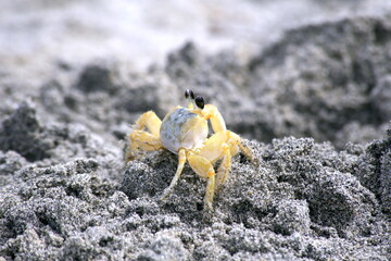 Cangrejoen la playa con arena