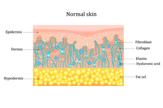 Structure human skin with collagen and elastin fibers, fibroblasts.Layers of the human skin. skin and health care concept Vector diagram