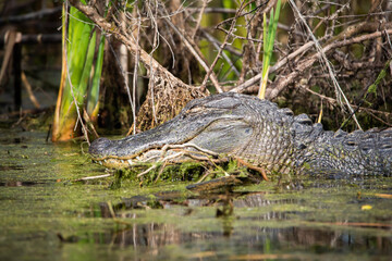 Portrait of alligator head in the water