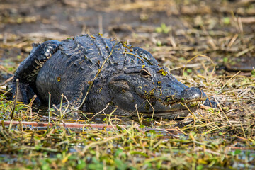 Large alligator laying in the grass under the sun