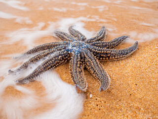 Ocean's Embrace: A Sea Star's Solitude. Abel Tasman national park New Zealand.