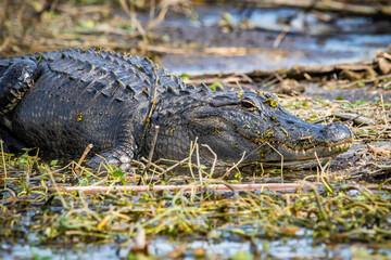 Large alligator laying in the grass under the sun - Powered by Adobe