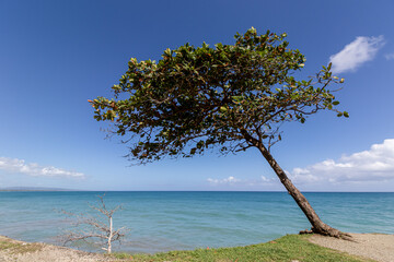 tree on the beach