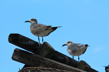 Aves en la playa posando