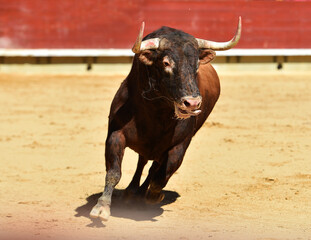 toro español con grandes cuernos en una plaza de toros durante un espectaculo de toreo
