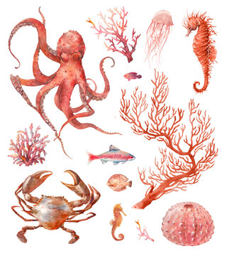 Watercolor Red Sea Animals And Plants: Crab, Octopus, Jelly Fish, Coral And Seahorse. Poster With Nautical Creatures Isolated On White Background. Underwater Clipart