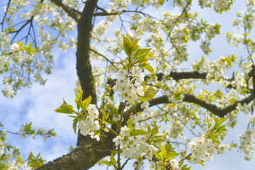 Apfelblüte Altes Land