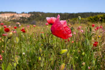 Flor de amapola