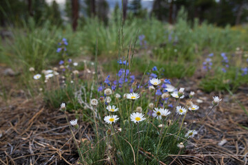Purple and white spring flowers with forest background