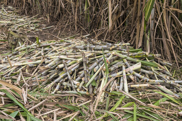 Cultivo y corte de semilla de caña de azúcar en Colombia