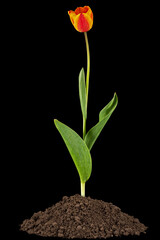 Blossom flower of tulip growing from heap of soil, isolated on black background