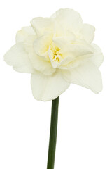 Fototapeta na wymiar Light-creamy daffodil flower, flower of narcissus, isolated on white background