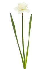 Fototapeta na wymiar Light-creamy daffodil flower, flower of narcissus, isolated on white background