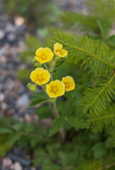 Yellow wildflowers growing 