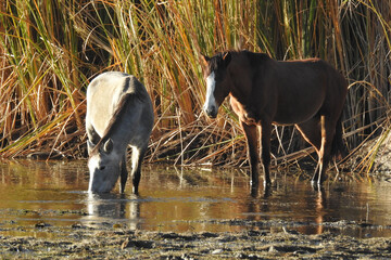Wild horses living in the Lower Salt River Area of the Sonoran Desert, Arizona.