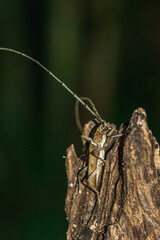 grasshopper on a leaf