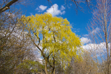 Mature yellow tree
